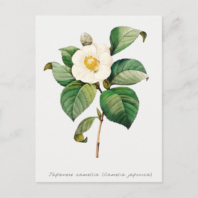 Cartão Postal Vintage Japonês Camellia Botânica (Frente)