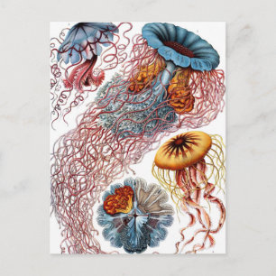 Cartão Postal Vintage Jellyfish, de Ernst Haeckel, Discomedusae