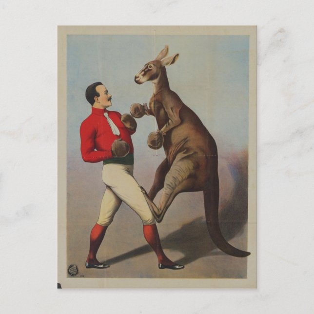 Cartão Postal Vintage Kangaroo Boxing Sideshow (Frente)