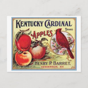 Cartão Postal Vintage Kentucky Cardinal Apples, Henry P Barret,