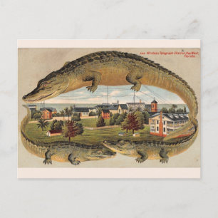 Cartão postal Vintage Key West Alligator