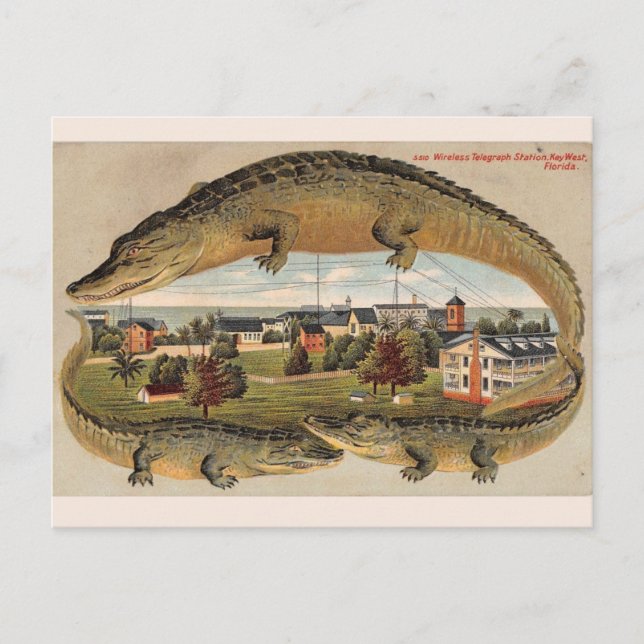 Cartão postal Vintage Key West Alligator (Frente)