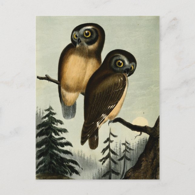 Cartão Postal Vintage Kirtlands Owl (Frente)