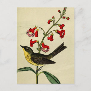 Cartão Postal Vintage Kirtlands Warbler Bird