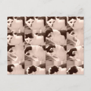 Cartão Postal Vintage Kitty Cat/Black & White Photo