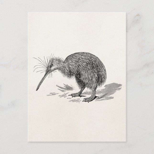 Cartão Postal Vintage Kiwi - Modelo (Frente)
