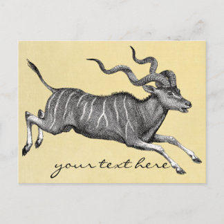 Cartão postal Vintage Kudu