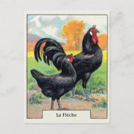 Cartão Postal Vintage La Fleche Chicken