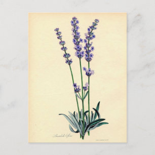 Cartão postal Vintage Lavendar