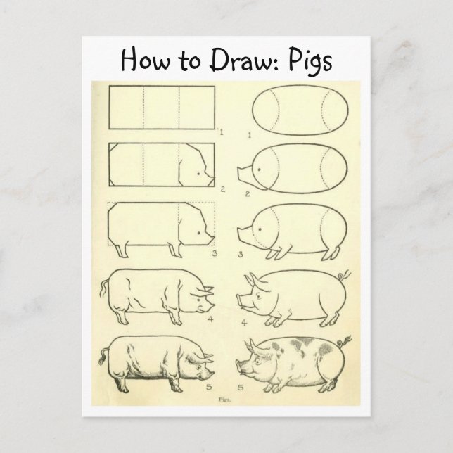 Cartão postal Vintage Learn to Desenhar Pigs (Frente)