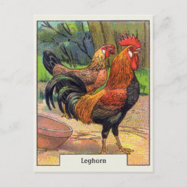 Cartão Postal Vintage Leghorn Chicken