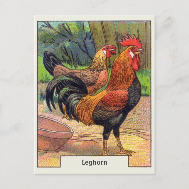 Cartão Postal Vintage Leghorn Chicken (Frente)