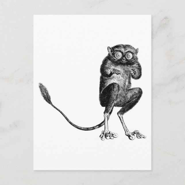 Cartão Postal Vintage Lemur (Frente)