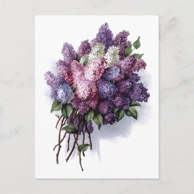 Cartão Postal Vintage Lilacs (Frente)