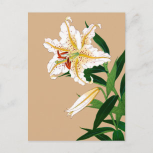 Cartão Postal Vintage, Liliy Japonês. Branco, Verde e bege