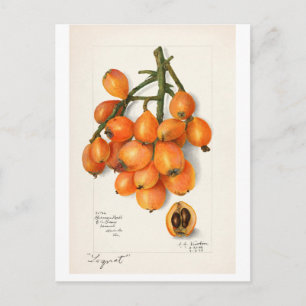 CARTÃO POSTAL VINTAGE "LOQUATS" AMANDA ALMIRA NEWTON