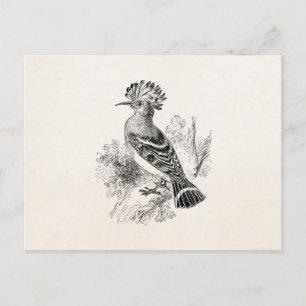 Cartão Postal Vintage Madagascar Hoopoe Bird Personalised Birds
