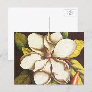 Cartão Postal Vintage Magnolia Flowers Planta Com Sementes