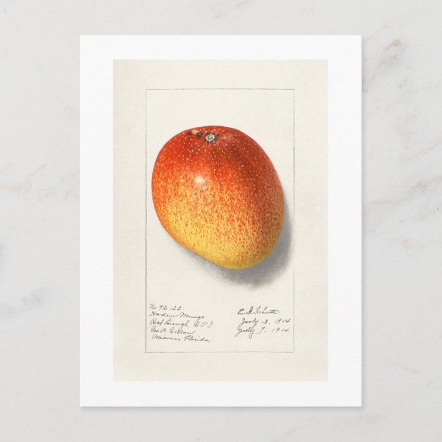 CARTÃO POSTAL VINTAGE "MANGO" AMANDA ALMIRA NEWTON 1908 (Frente)