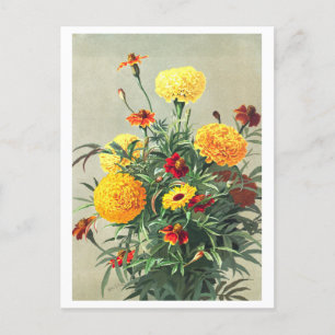 Cartão postal Vintage Marigold