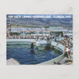 Cartão Postal Vintage Marineland Florida