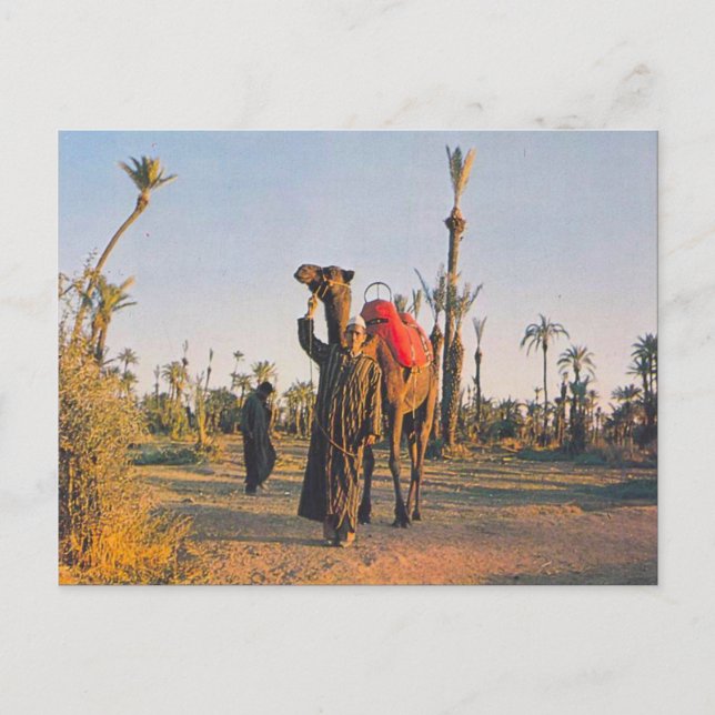 Cartão Postal Vintage Marrakesh, Camels (Frente)