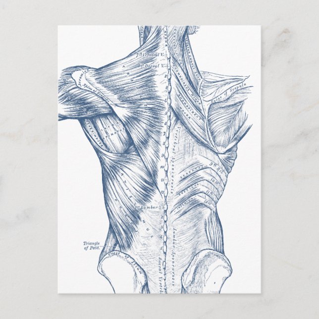 Cartão Postal Vintage Médica Desenhando Músculos Vermelhos (1890 (Frente)