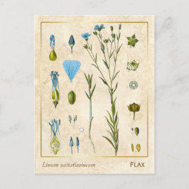 Cartão Postal Vintage Medicamento Flax Linhax Botânica