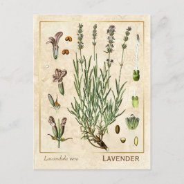 Cartão Postal Vintage Medicamento Herb Lavanda Flor Botânico