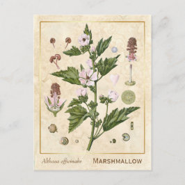 Cartão Postal Vintage Medicamento Marshmallow Botânico