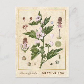 Cartão Postal Vintage Medicamento Marshmallow Botânico