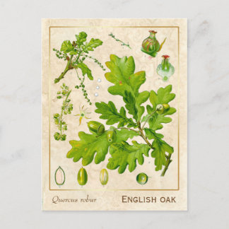 Cartão Postal Vintage Medicinal Plant English Oak Botanic
