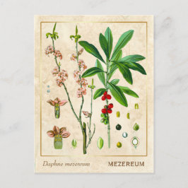 Cartão Postal Vintage Medicinal Plant Fevereiro Daphne Botanical