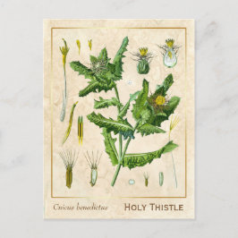 Cartão Postal Vintage Medicinale Abençoe Este Botânico