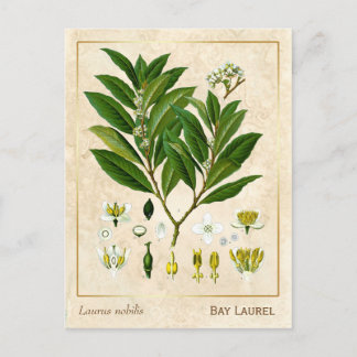 Cartão Postal Vintage Medicinale Bay Laurel Herb Botanical