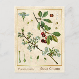 Cartão Postal Vintage Medicinale Red Cherry Botanic