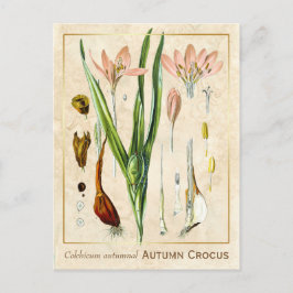 Cartão Postal Vintage Medicine Autumn Crocus Botanic