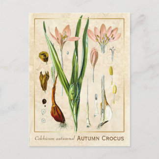 Cartão Postal Vintage Medicine Autumn Crocus Botanic
