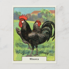 Cartão Postal Vintage Minorca Chicken