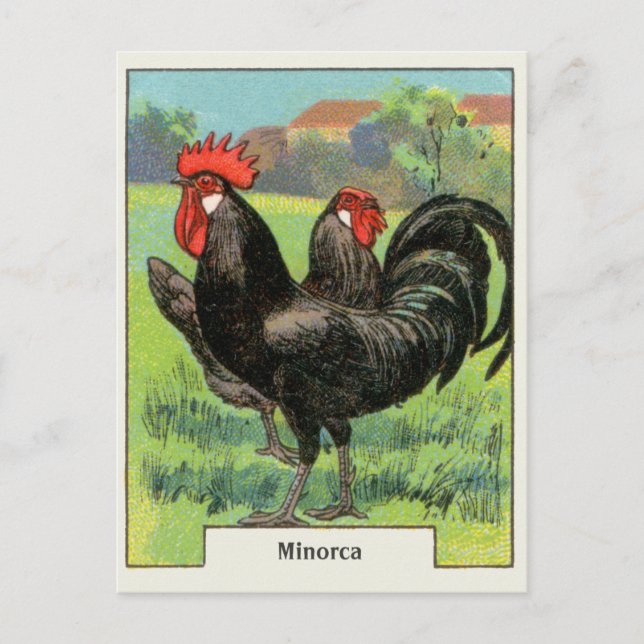 Cartão Postal Vintage Minorca Chicken (Frente)
