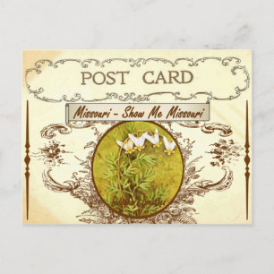 Cartão postal Vintage Missouri State Flower