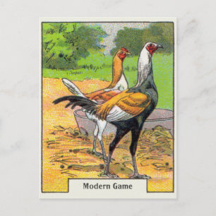 Cartão Postal Vintage Modern Game Chicken