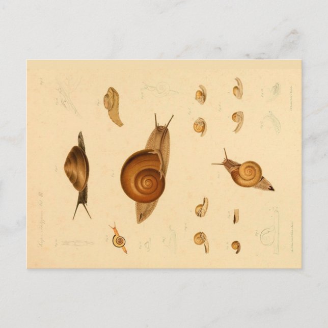 Cartão postal Vintage Mollusk e Snails (Frente)