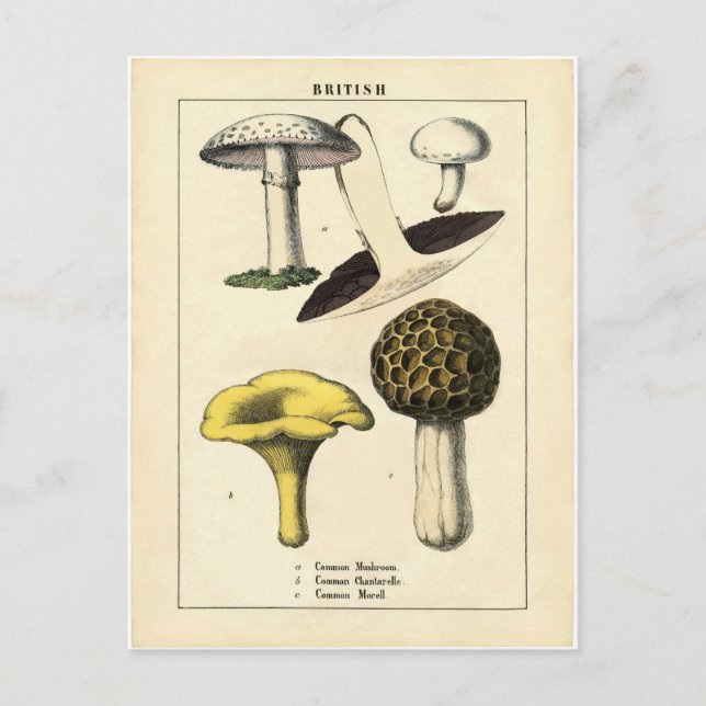Cartão Postal Vintage Mushroom Botanical Impressão (Frente)