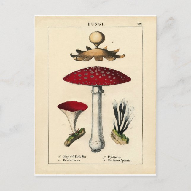 Cartão Postal Vintage Mushroom Botanical Impressão (Frente)