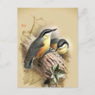 Cartão Postal Vintage Nuthatch Birds