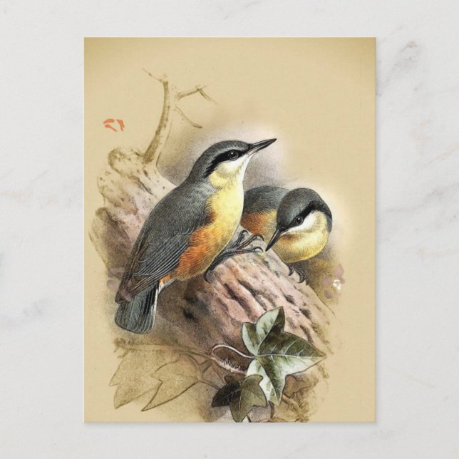 Cartão Postal Vintage Nuthatch Birds (Frente)