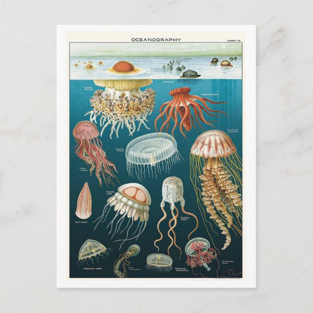 Cartão Postal Vintage Oceanografia Jellyfish Poster (Frente)