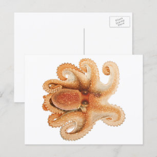 Cartão Postal Vintage Octopus Salutii, Animais Aquáticos Marinh