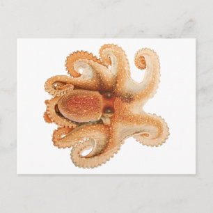 Cartão Postal Vintage Octopus Salutii, Animais Aquáticos Marinho